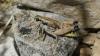 Podisma amedegnatoae